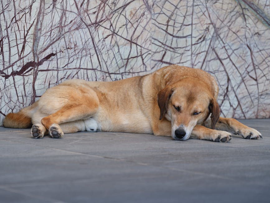  Warum hat mein Hund beim Schlafen eine schnelle Atmung?