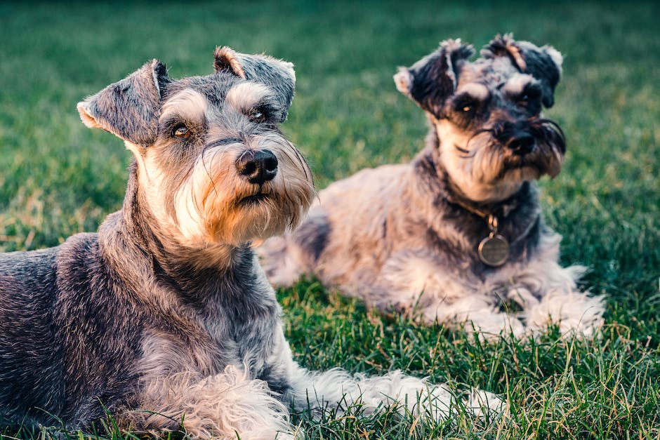  Warum bellen Hunde im Schlaf - Verstehe den Zusammenhang