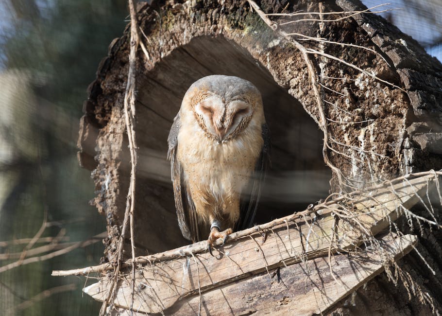 Warum Vögel beim Schlafen nicht von Bäumen fallen