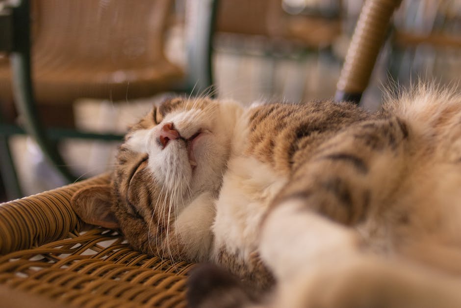  Katzen im Bett schlafen Vorteile