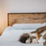 Katzen im Bett Schlafen Vorteile