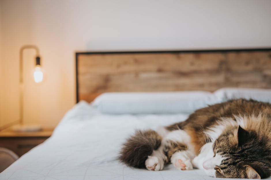 Katzen im Bett Schlafen Vorteile