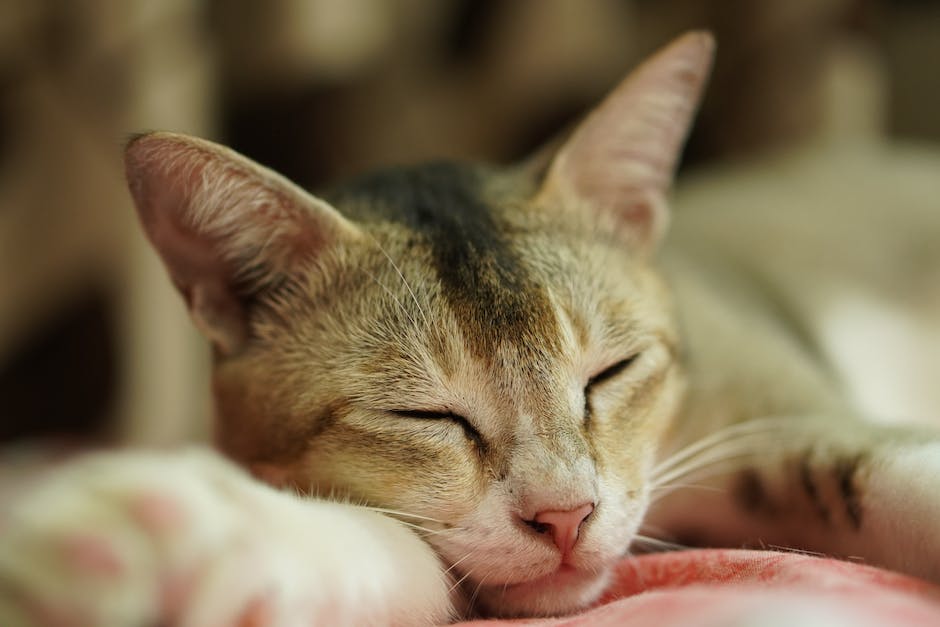  Warum duften Katzen nach dem Schlafen