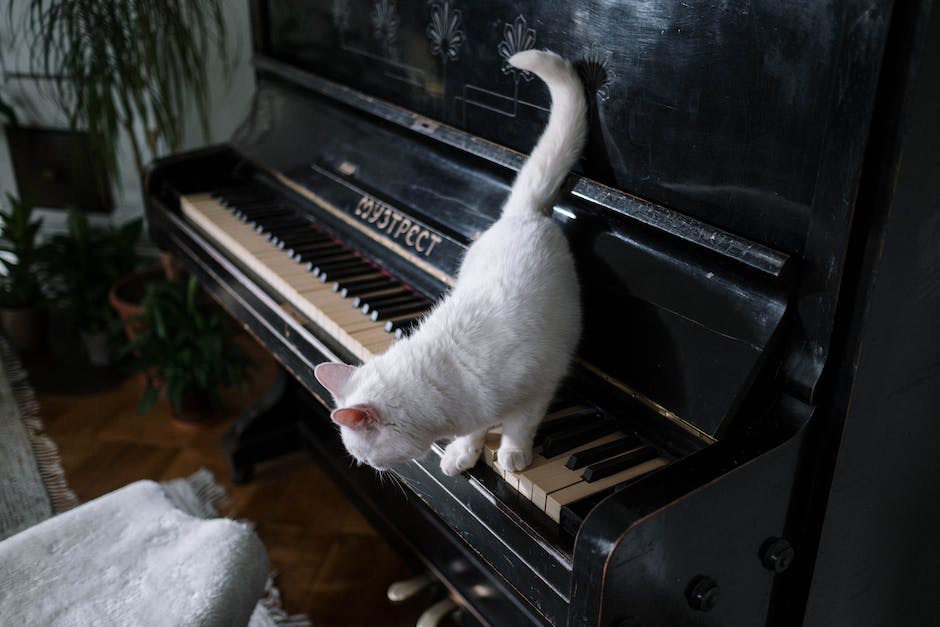 Katze rollt sich beim Schlafen ein