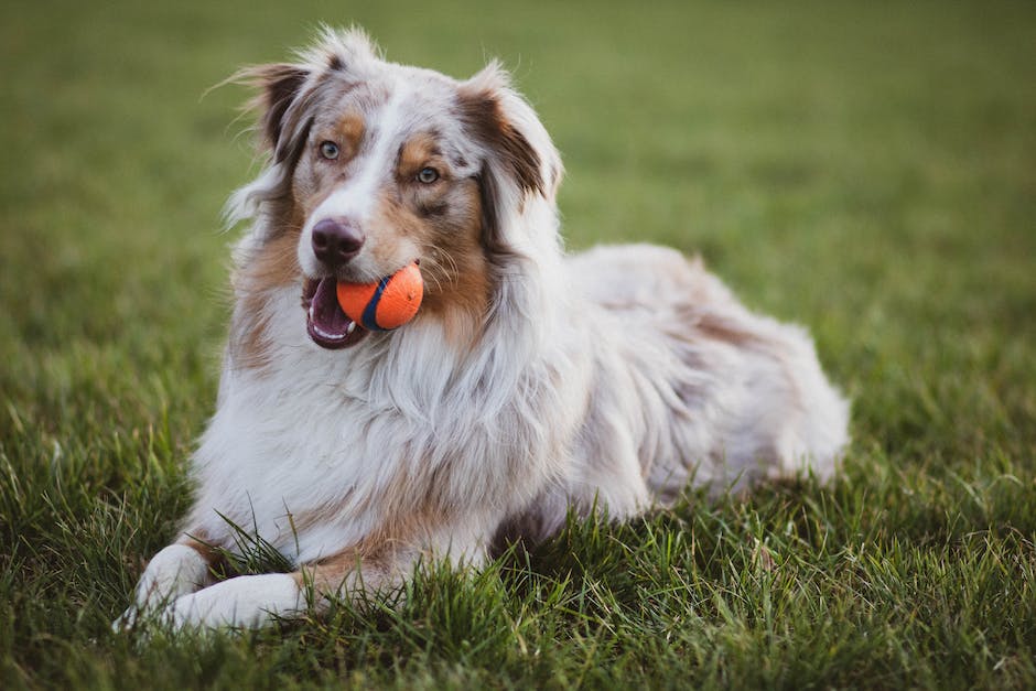  Warum schlafen Hunde am Fußende von Betten