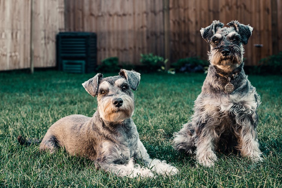  Warum Hunde gerne an den Füßen schlafen