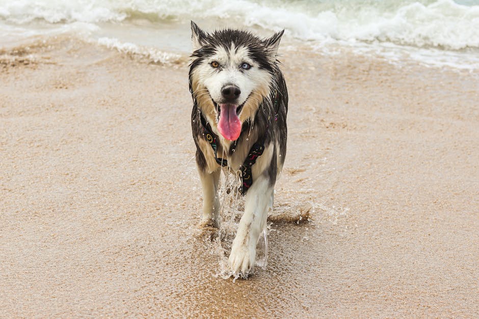 Warum Hunde gerne an Menschenfüßen schlafen