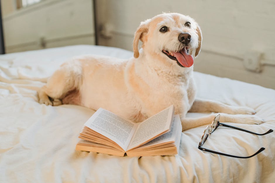 Warum Hunde im Bett schlafen