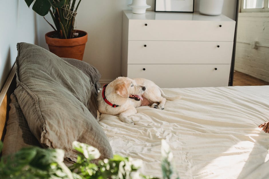  Warum Schlafen von Hunden im Bett erlaubt ist