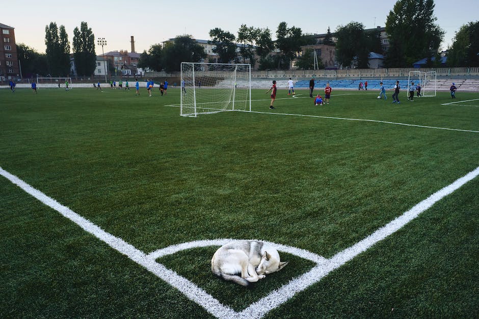  warum schlafen Hunde mit leicht geöffneten Augen