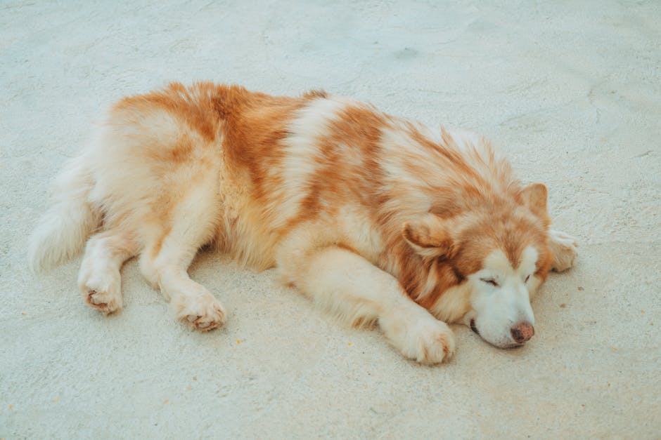 Warum schlafen Hunde mit teilweise geöffneten Augen