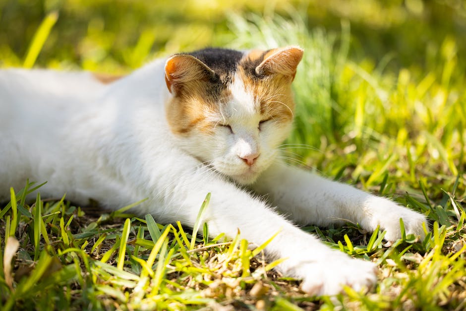  Warum Katzen so viel schlafen