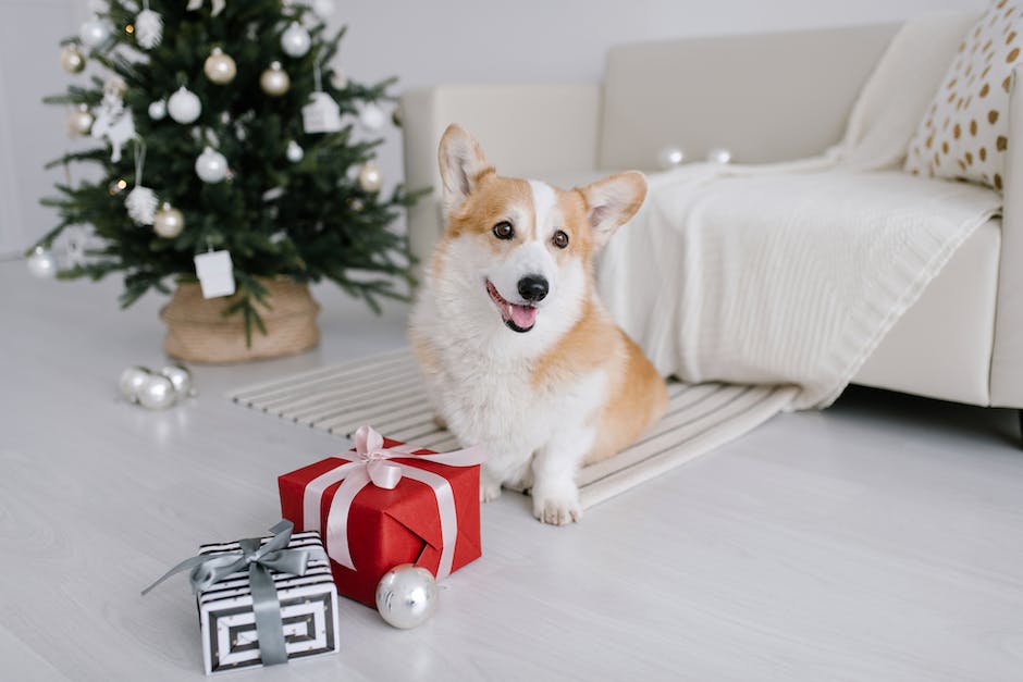 Grund für das Schmatzen von Hunden im Schlaf