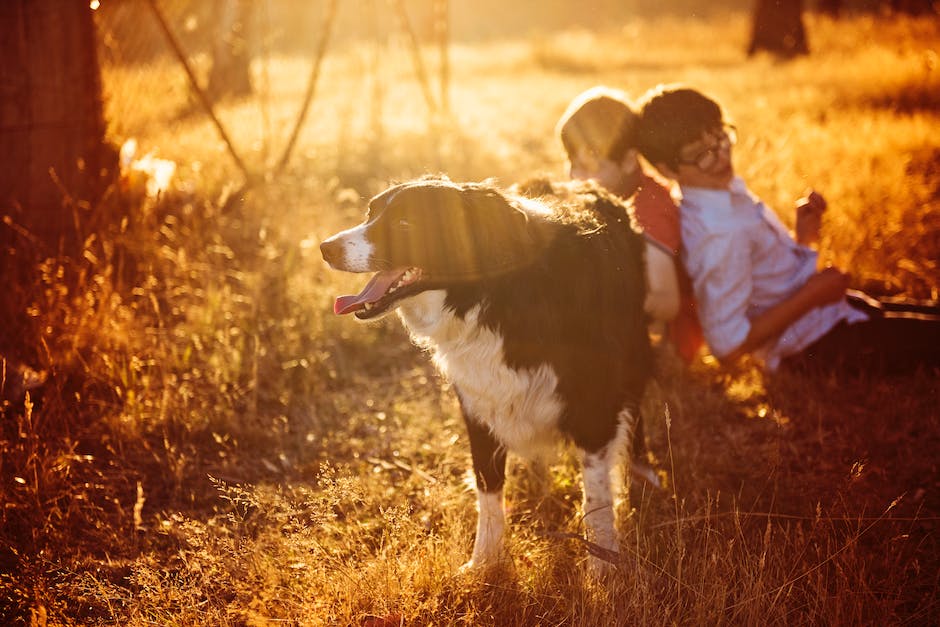  Warum Hunde schmatzen vor dem Schlafen