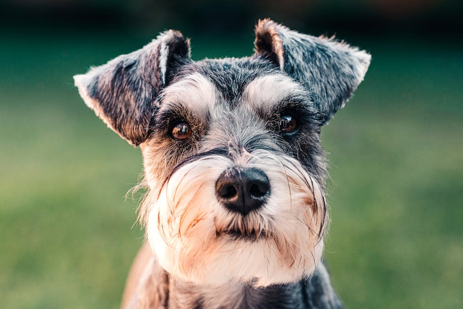  Auswirkungen von Schlaf und Träumen auf das Verhalten von Hunden