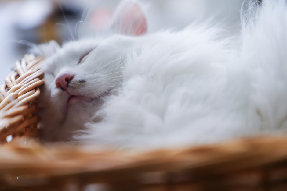 warum Katzen ihre Schwanzspitze beim Schlafen wedeln