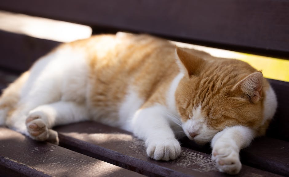 Katze schlafend schwanzspitze wedeln Warum