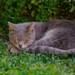 Katze wedelt mit Schwanzspitze beim Schlafen