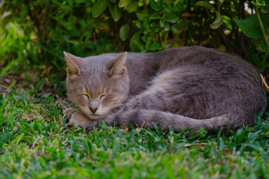 Katze wedelt mit Schwanzspitze beim Schlafen