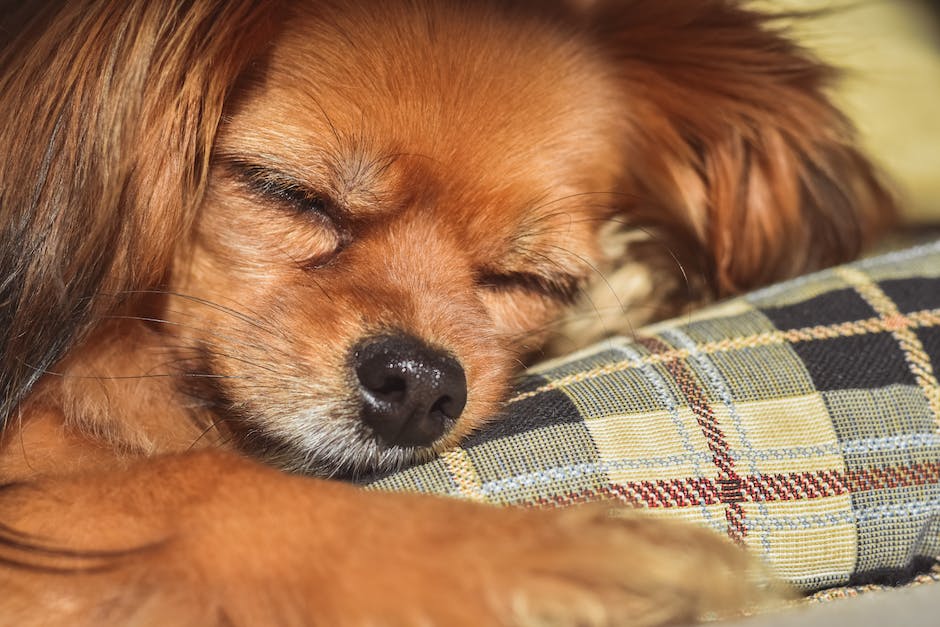  Warum Hunde im Schlaf zucken