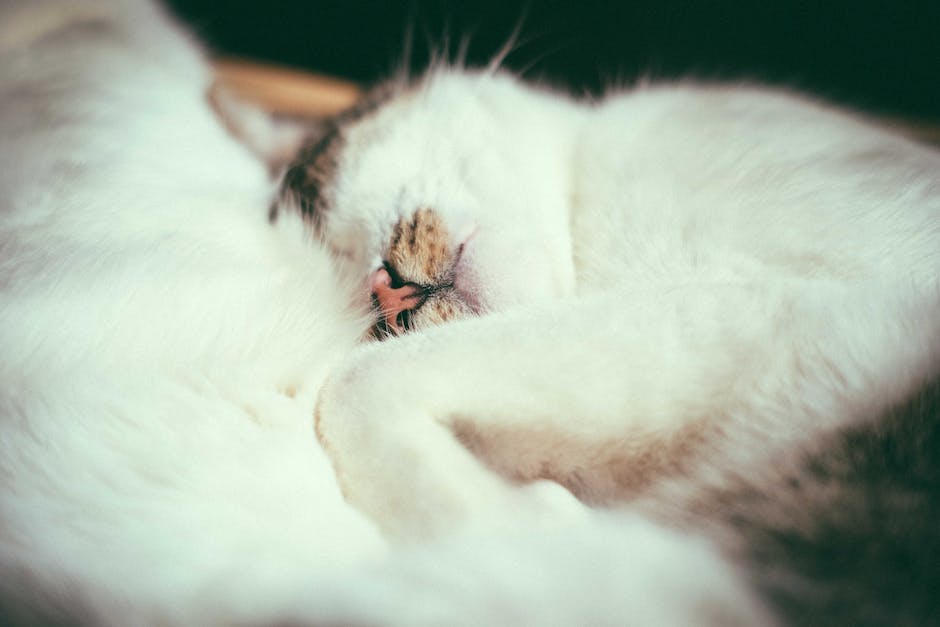 Katze schläft und zuckt im Traum