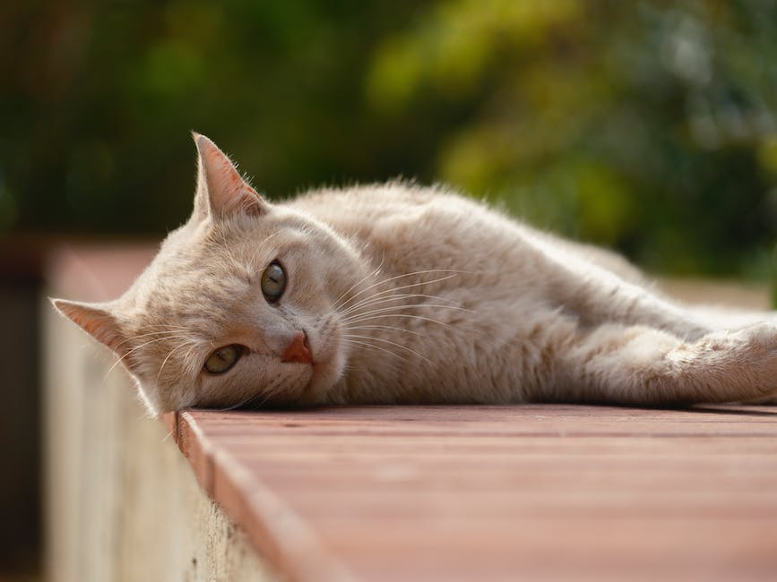 Zucken Katzen im Schlaf - Ursachen erklärt