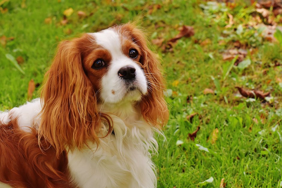  warum bellen hunde im schlaf