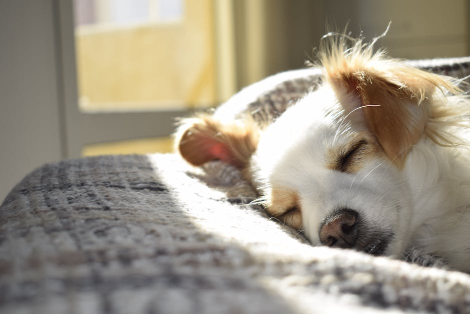 Bellen im Schlaf beim Hund - Ursachen und Lösungen