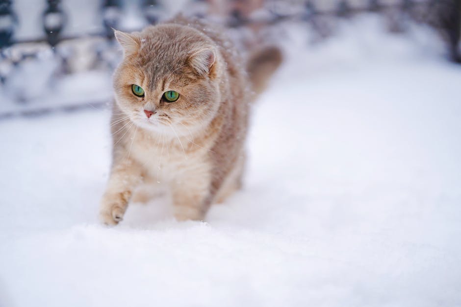  Warum beobachtet mich meine Katze beim Schlafen?