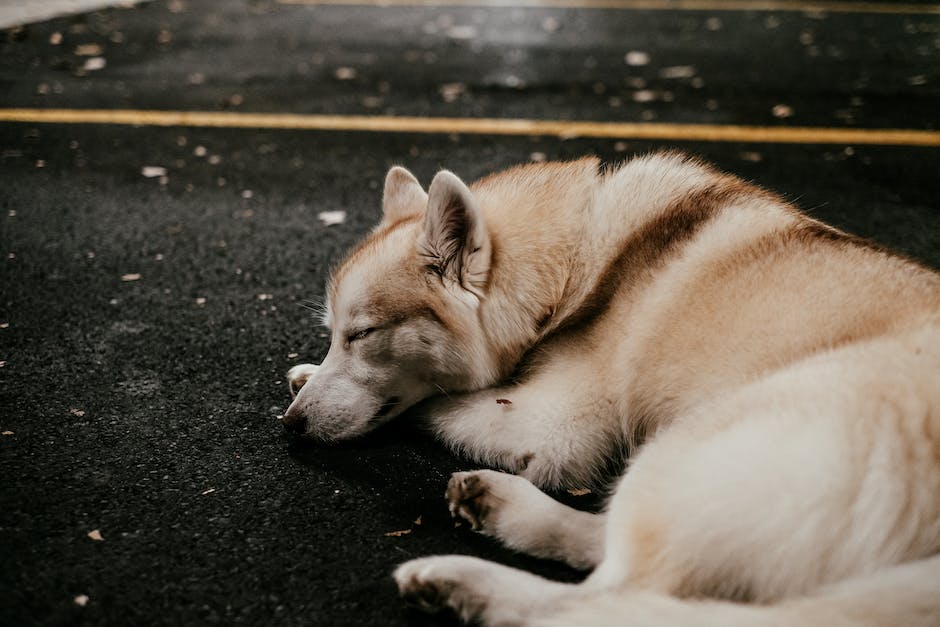 Hunde benötigen viel Schlaf um gesund zu bleiben