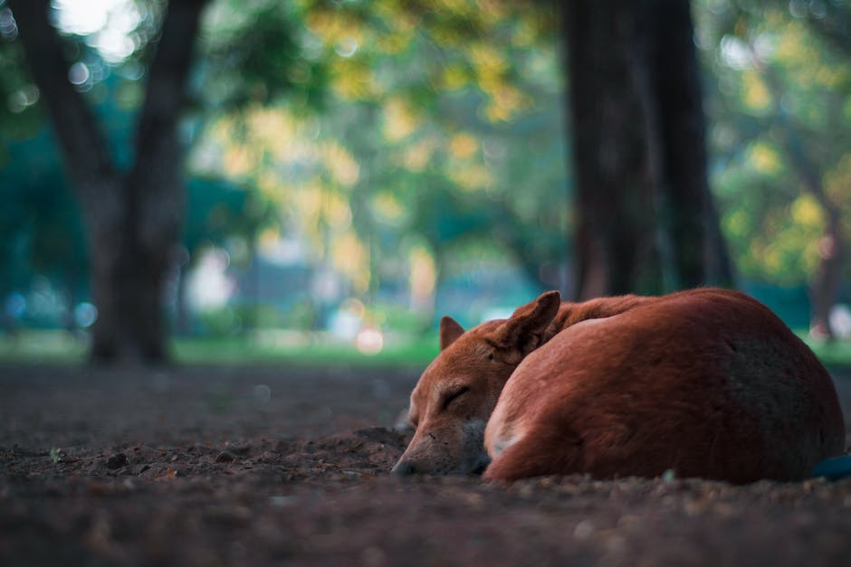  Warum brummt mein Hund beim Schlafen?