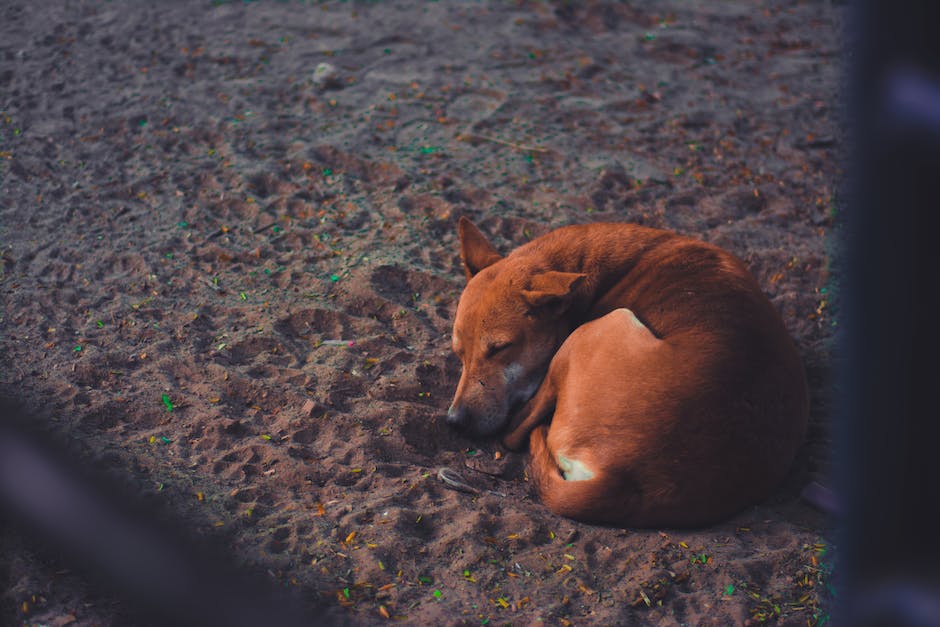  Warum brummt mein Hund beim Schlafen?