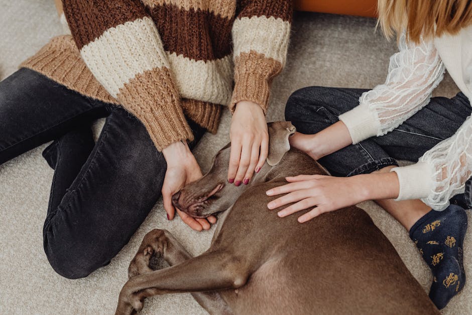 Warum Hunde nicht geweckt werden sollten