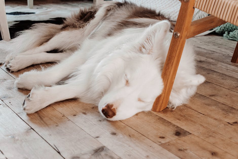  Warum Hunde sich vor dem Schlafengehen drehen