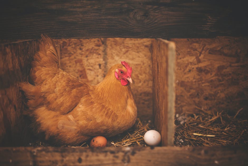  Warum schlafen Vögel auf Bäumen; kein Risiko des Runterfallens