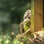 Warum Vögel sich im Schlaf in Bäumen halten