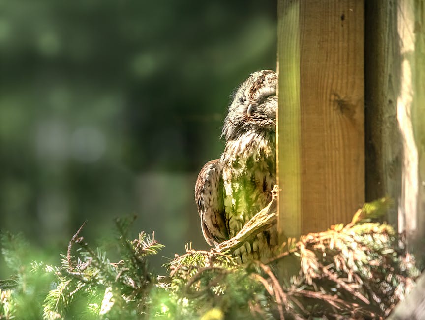 Warum Vögel sich im Schlaf in Bäumen halten