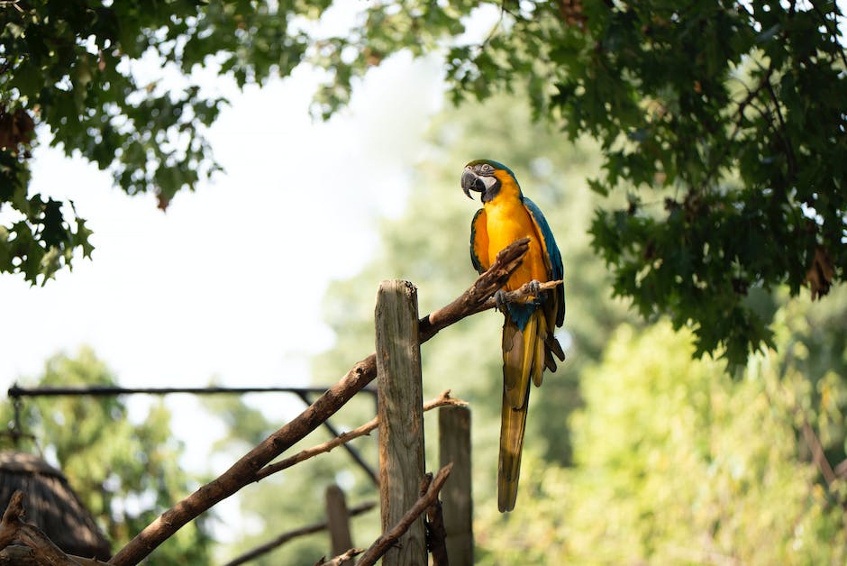  Warum Vögel beim Schlafen an der Stange bleiben