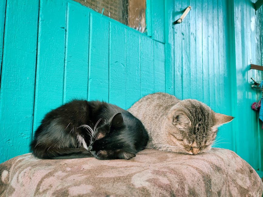  warum Katzen auf Menschen schlafen liegen