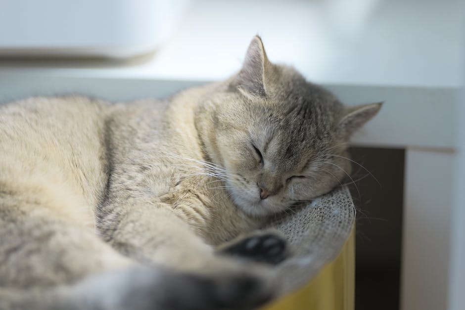  Katzen schlafen gerne auf Menschen in der warmen Umgebung