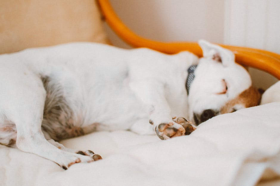  Warum Hunde viel Schlaf brauchen