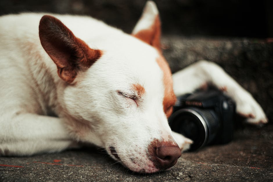 Hunde Schlafmuster Gründe Warum