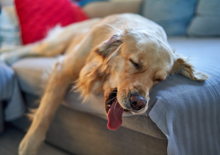  Einrollen von Hunden während des Schlafs