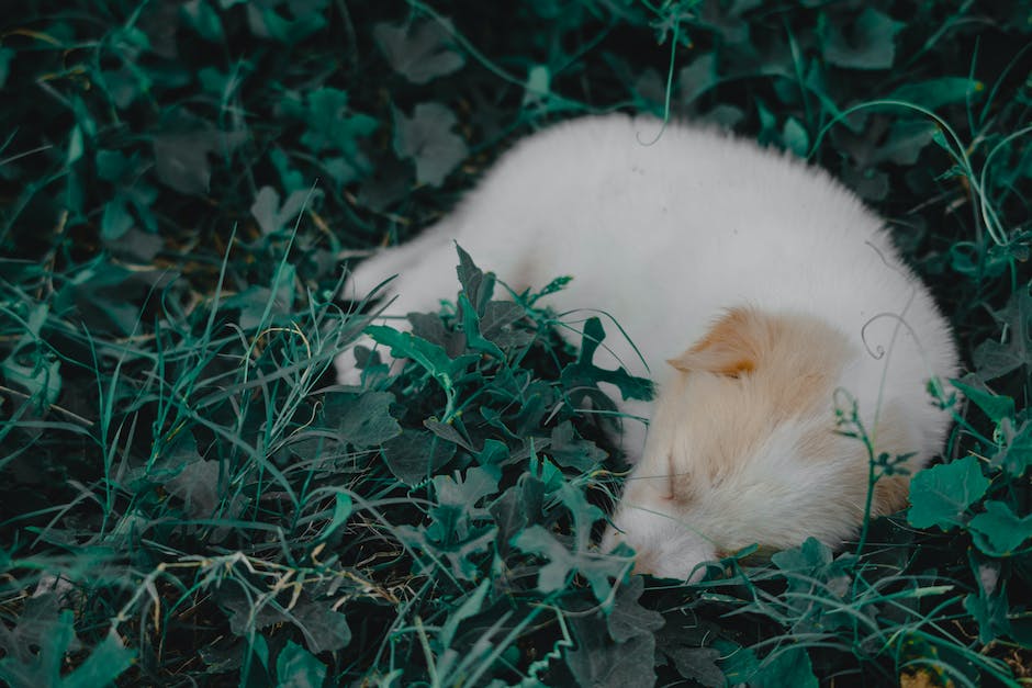  warum einrollen beim schlafen bei Hunden