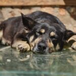 Hunde liegen gerne auf dem Rücken, um zu entspannen.