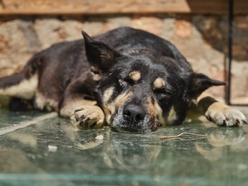 Hunde liegen gerne auf dem Rücken, um zu entspannen.