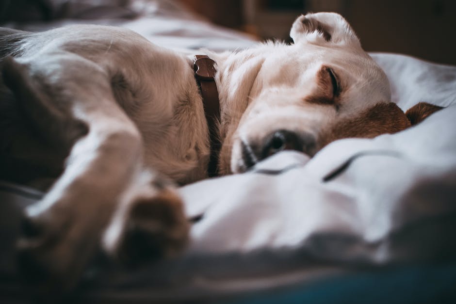 Vorteile am Fußende schlafen für Hunde