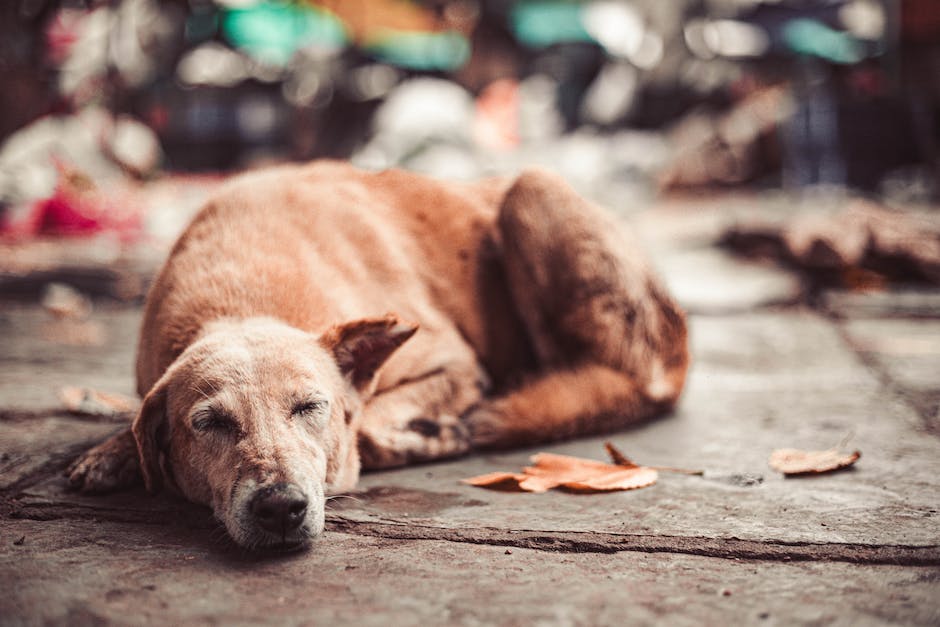  warum hunde gerne am Fußende schlafen