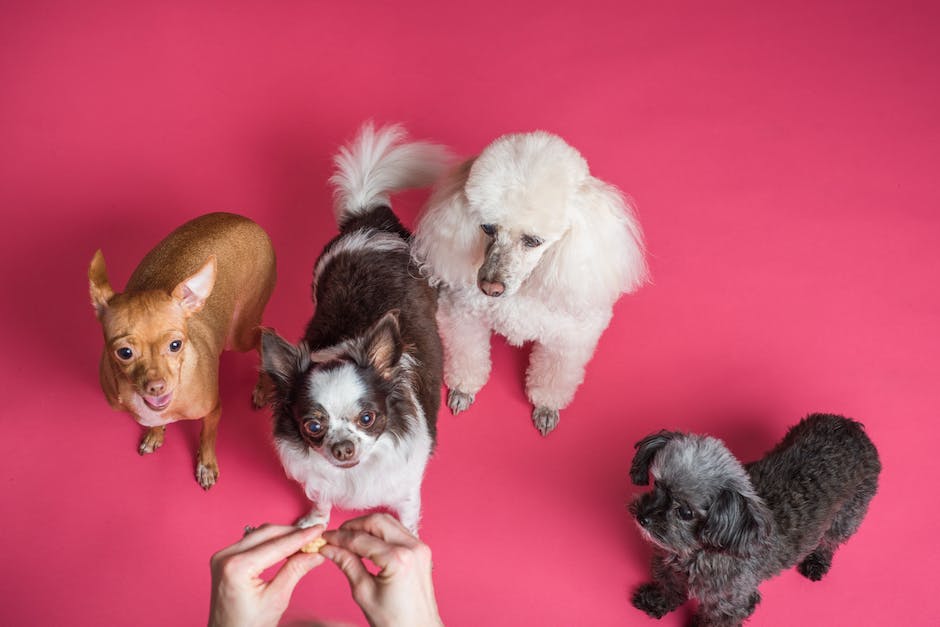  Hunde gewöhnen sich an die Wärme unter der Decke