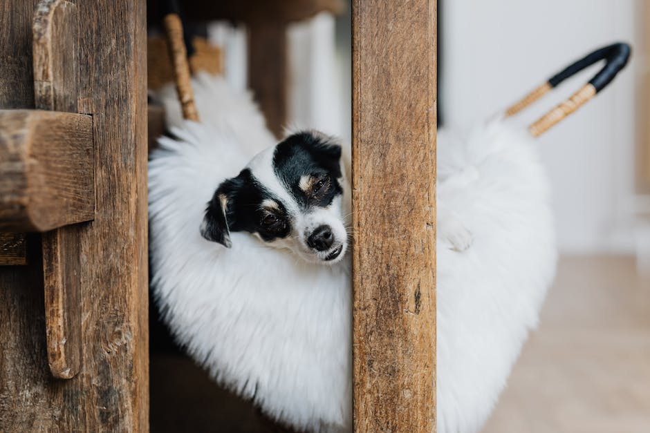  Warum schlafen Hunde unter der Bettdecke - als Schutz vor Kälte und Geräuschen